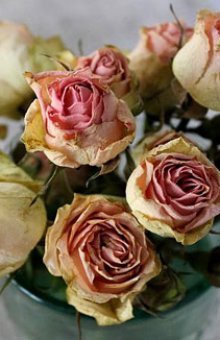 Лепестки и бутоны роз: как правильно и красиво засушить, а также использовать для украшения дома