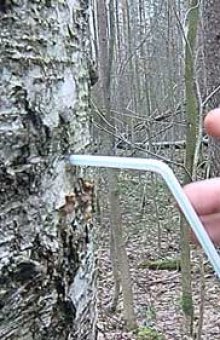 Как правильно собирать березовый сок